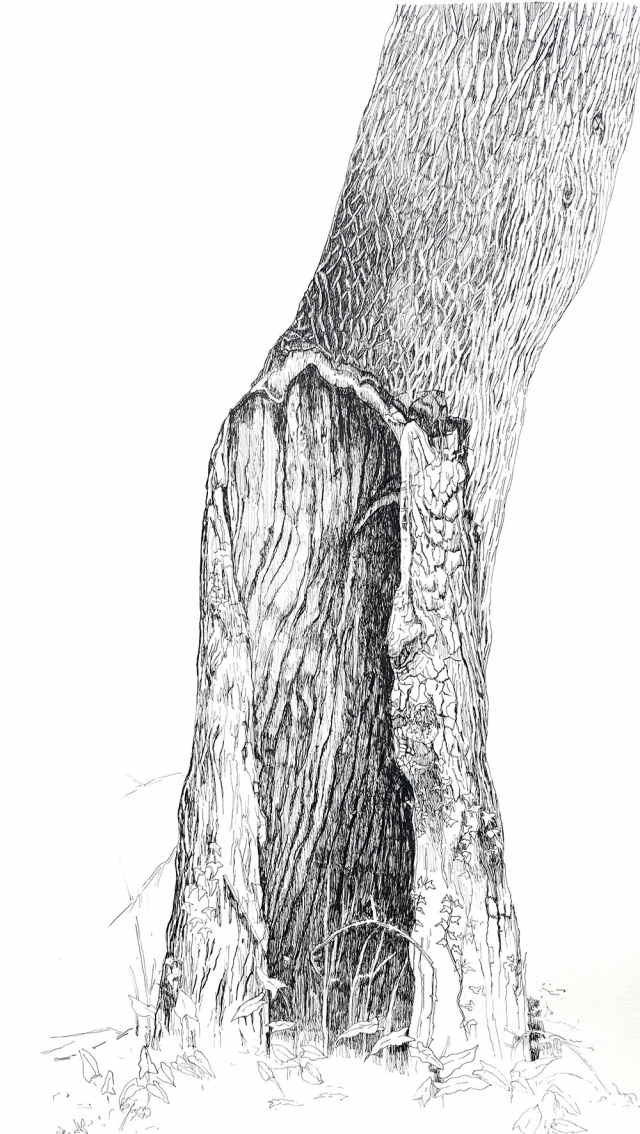 boom Eindenhout | 2022 | 70 bij 50 cm | Oost-Indische inkt